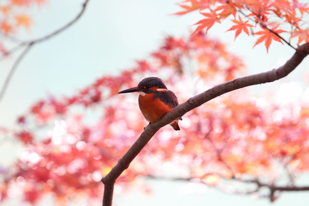 薬師池公園。前回まだ緑だったモミジが真っ赤に。カワセミもしばらく止まってくれていたので、紅葉を背景に撮影することができました。日曜だったのでギャラリーもたくさん。